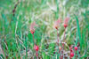 prairie smoke