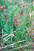 prairie smoke