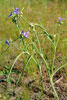 prairie spiderwort