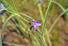 prairie spiderwort
