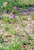 prairie spiderwort