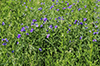 prairie spiderwort