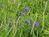 prairie spiderwort