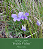 prairie violet
