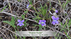 prairie violet
