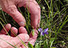 prairie violet