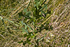 prickly lettuce