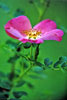 prickly rose