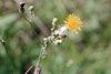 prickly sow thistle