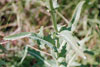 prickly sow thistle