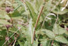 prickly sow thistle