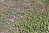 prostrate knotweed