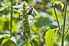 purple giant hyssop