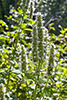 purple giant hyssop