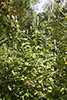 purple giant hyssop