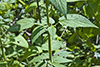 purple giant hyssop