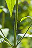 purple giant hyssop