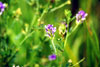 purple locoweed