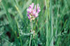 purple locoweed
