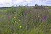 purple loosestrife