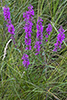 purple loosestrife