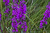 purple loosestrife