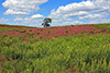 purple lovegrass