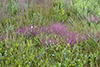 purple lovegrass