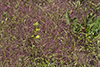 purple lovegrass