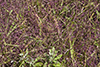 purple lovegrass