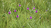 purple prairie clover