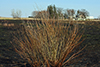 pussy willow