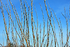 pussy willow