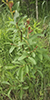 pussy willow