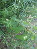pussy willow