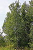 quaking aspen