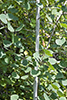 quaking aspen