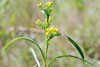 Riddel's Goldenrod