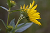 Rydberg’s sunflower
