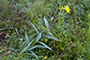 Rydberg’s sunflower