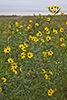 Rydberg’s sunflower
