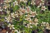 rabbit-tobacco