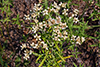 rabbit-tobacco
