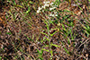 rabbit-tobacco