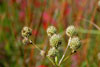 rattlesnake master