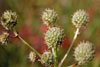 rattlesnake master