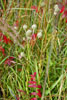 rattlesnake master