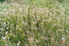 rattlesnake master