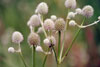 rattlesnake master