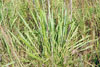 rattlesnake master